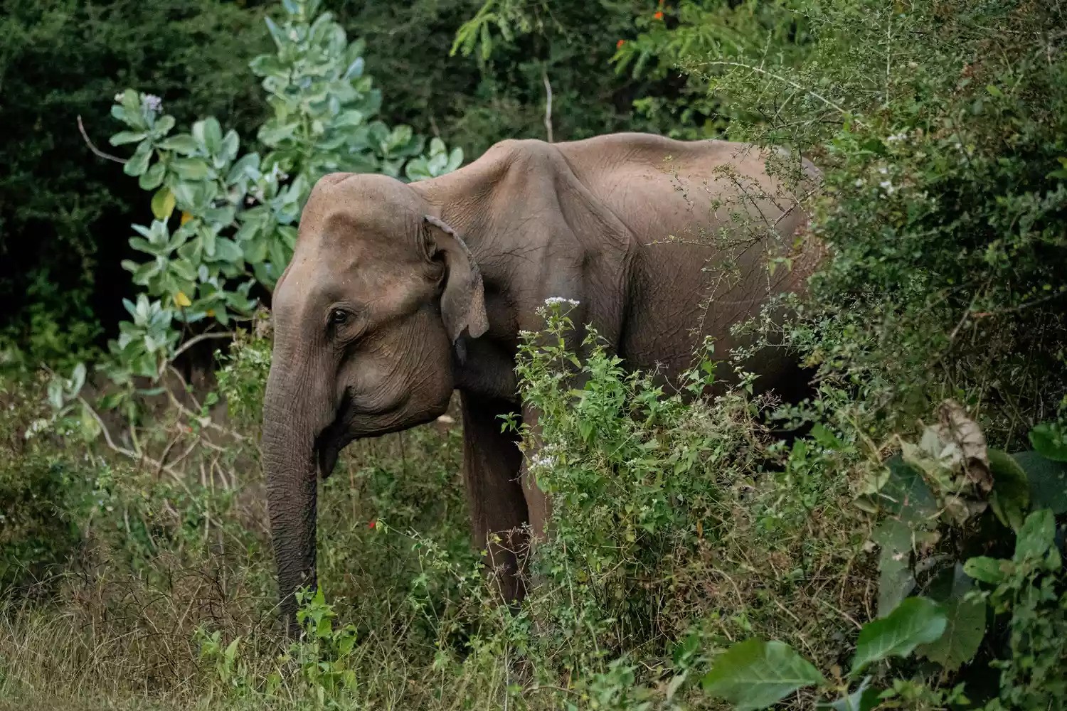 Sri Lanka